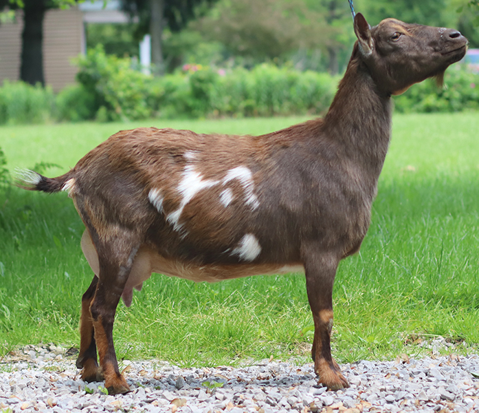 Kyeema Ridge Nickel Dreams 